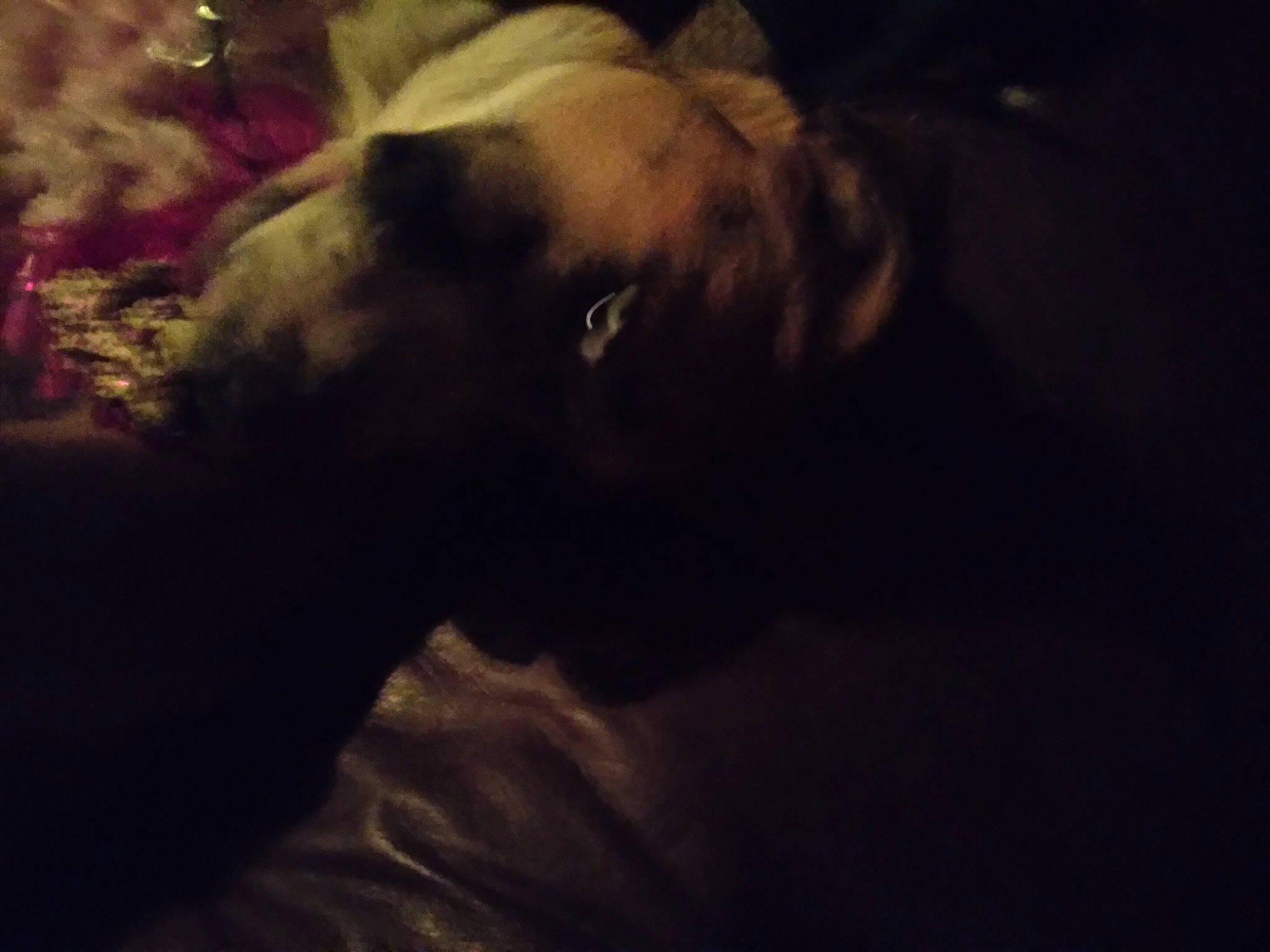 Luna is registered to the contest to win money with this photo: canidae, carnivore, cloud, companion_dog, darkness, dog, dog_breed, entertainment, fawn, fur, liver, plant, sky, snout, sporting_group, tail, underwater, visual_arts, whiskers, working_animal