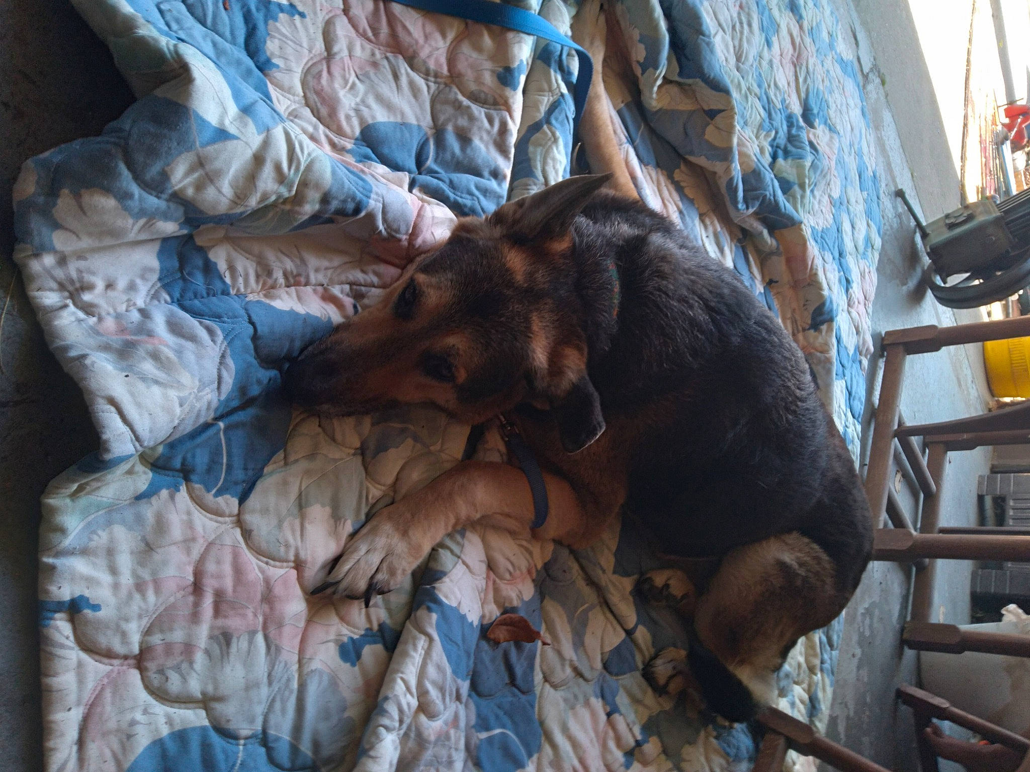 Punkn joined the competition — help win amazing prizes! art, bedding, building, canidae, carnivore, comfort, companion_dog, dog, dog_breed, duvet, fawn, felidae, fur, linens, small_to_medium_sized_cats, sporting_group, toy_dog, window, wood, working_animal