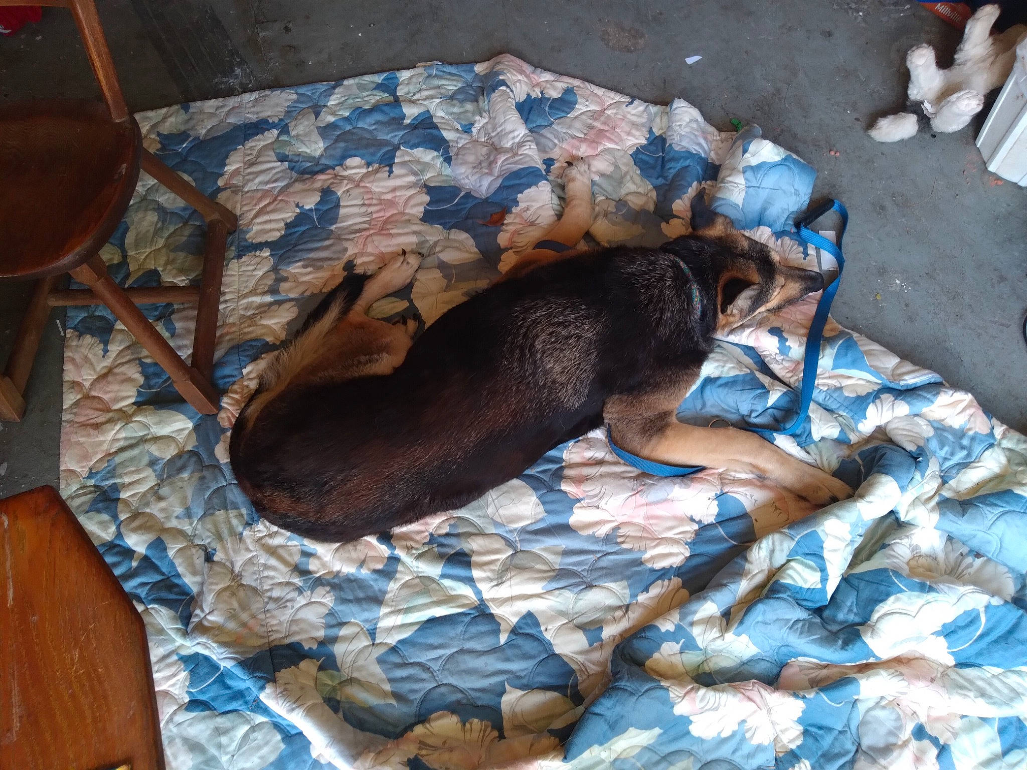 Punkn is registered to the contest to win money with this photo: bed, bed_sheet, bedding, blue, carnivore, comfort, companion_dog, dog, dog_breed, electric_blue, fawn, felidae, flooring, human_leg, linens, pattern, sporting_group, tail, textile, wood