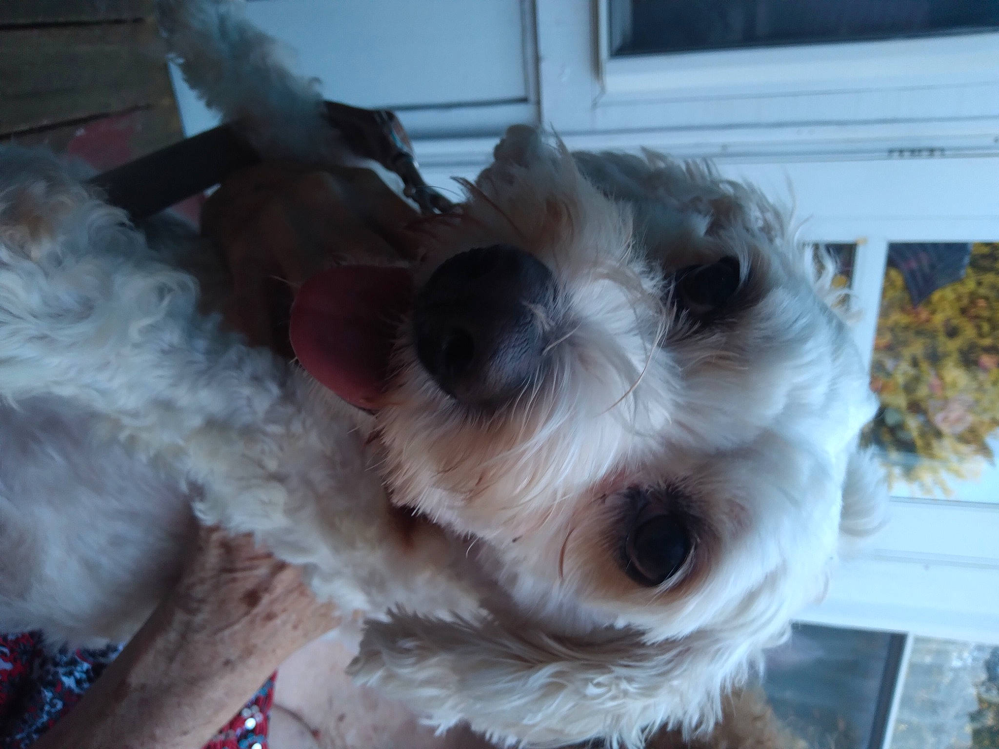 Winter joined the competition — help win amazing prizes! canidae, carnivore, collar, companion_dog, dog, dog_breed, dog_collar, dog_supply, fawn, fur, paw, pet_supply, puppy_love, schnauzer, small_terrier, snout, sporting_group, terrier, toy_dog, working_animal