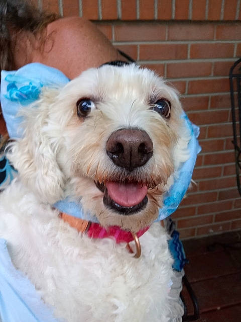 Winter is registered to the contest to win money with this photo: brick, brickwork, canidae, carnivore, companion_dog, dog, dog_breed, dog_collar, eyewear, fur, happy, labradoodle, puppy_love, shih_poo, small_terrier, snout, sporting_group, terrier, toy_dog, working_animal