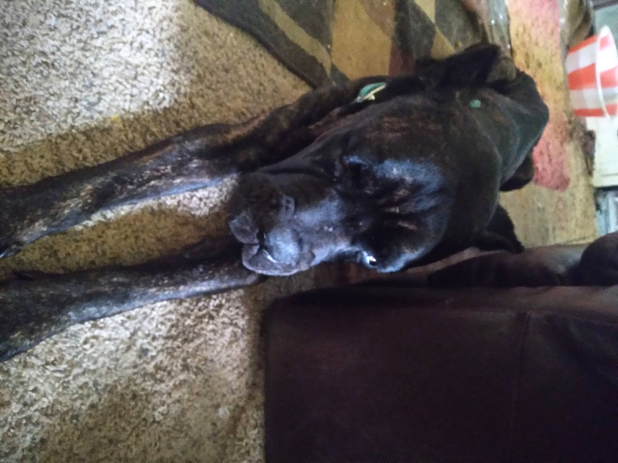 Rosco Taco is registered to the contest to win money with this photo: canidae, carnivore, comfort, companion_dog, dog, dog_breed, fawn, fur, grey, guard_dog, hardwood, liver, non_sporting_group, sculpture, snout, sporting_group, tail, terrestrial_animal, wood, working_animal