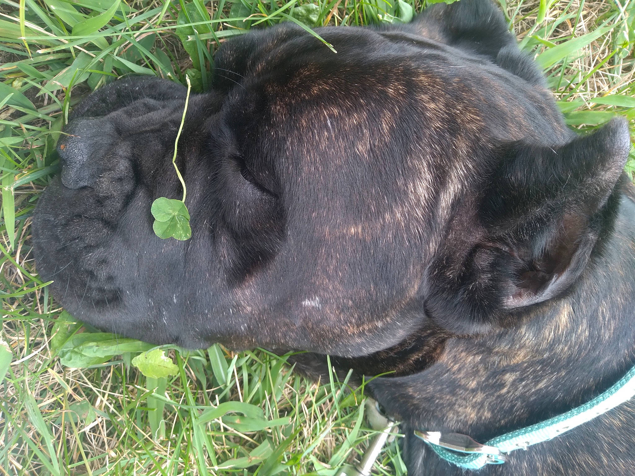 Rosco Taco is registered to the contest to win money with this photo: canidae, carnivore, collar, dog, dog_breed, dog_collar, fawn, fur, grass, groundcover, liver, natural_material, non_sporting_group, snout, sporting_group, suidae, tail, terrestrial_animal, whiskers, working_animal