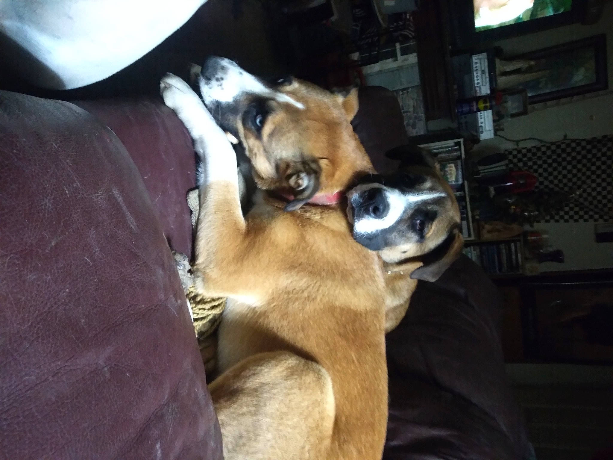 Luna is registered to the contest to win money with this photo: canidae, carnivore, collar, comfort, companion_dog, dog, dog_breed, fawn, fur, guard_dog, non_sporting_group, paw, puppy, sporting_group, toy_dog, whiskers, working_animal