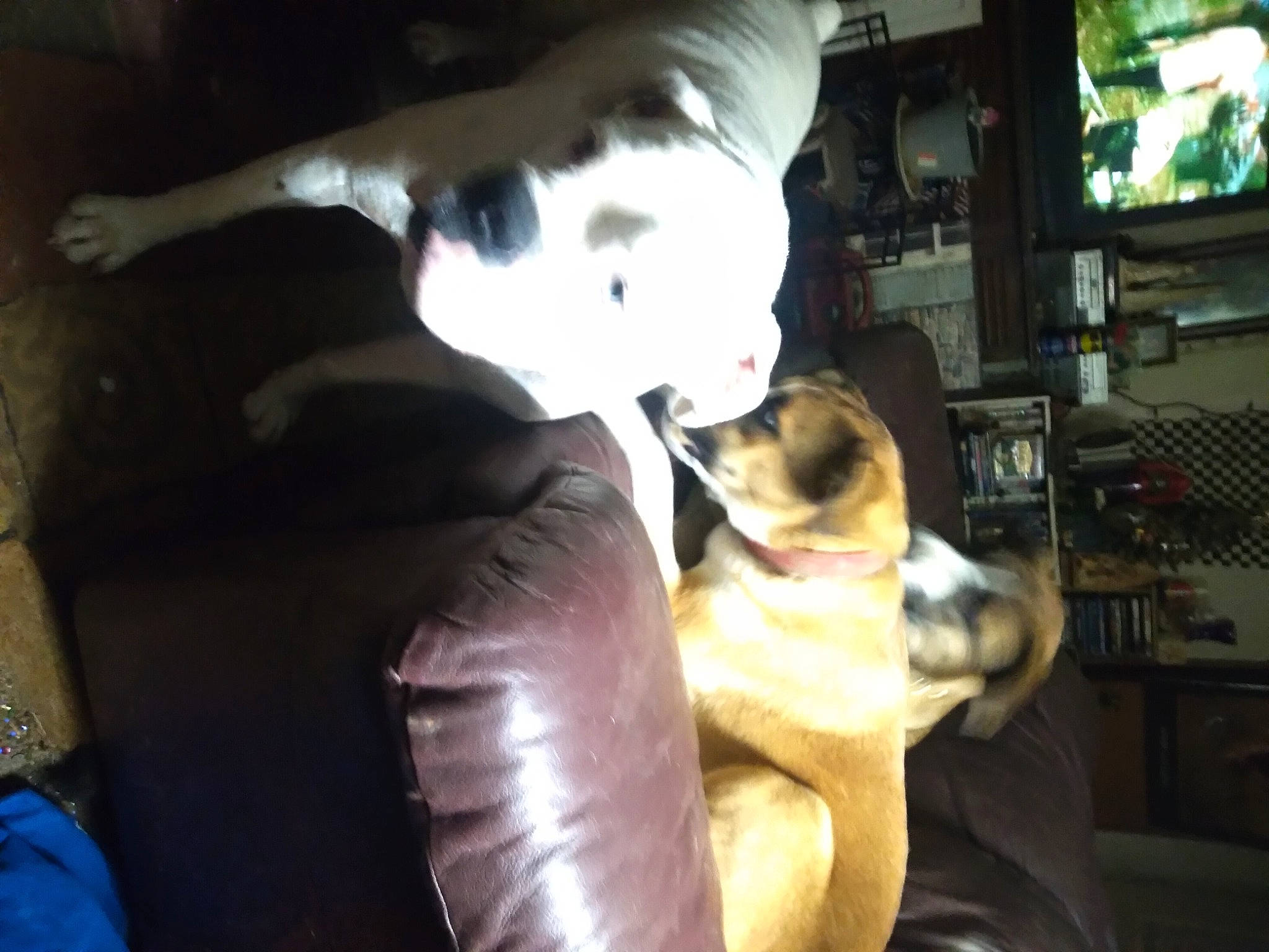 Luna joined the competition — help win amazing prizes! cable_television, carnivore, companion_dog, display_device, dog, dog_breed, ear, fawn, felidae, formal_wear, fur, home_appliance, led_backlit_lcd_display, shelf, small_to_medium_sized_cats, snout, sporting_group, television, television_set, whiskers