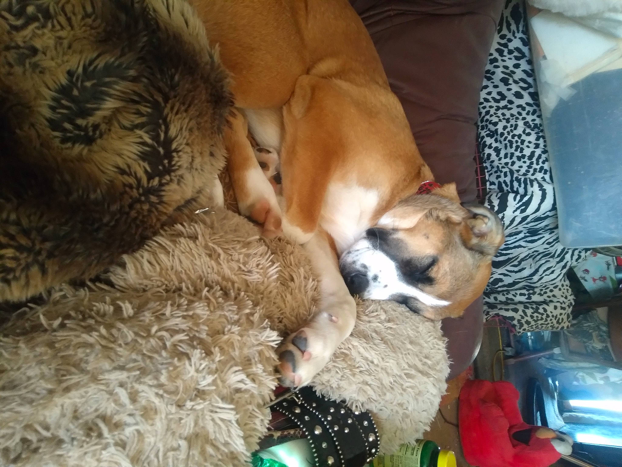 Luna is registered to the contest to win money with this photo: canidae, carnivore, comfort, companion_dog, dog, dog_breed, dog_supply, fawn, fur, nap, non_sporting_group, paw, pet_supply, puppy, puppy_love, sporting_group, toy_dog, working_animal