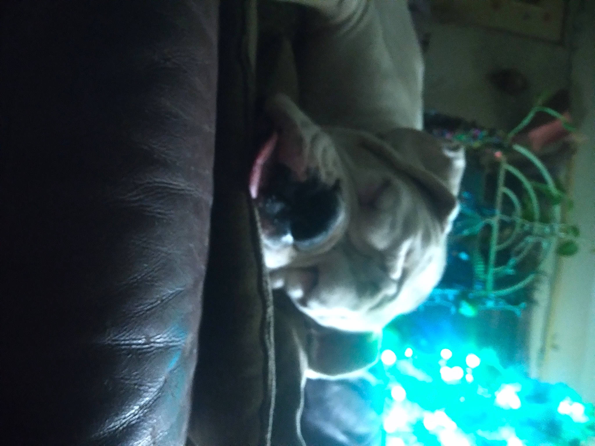 Mr.nelson joined the competition — help win amazing prizes! auto_part, automotive_lighting, cable, darkness, elbow, electric_blue, event, fire, fun, gas, glass, headlamp, heat, human_leg, night, service, tree, water, welding, wire