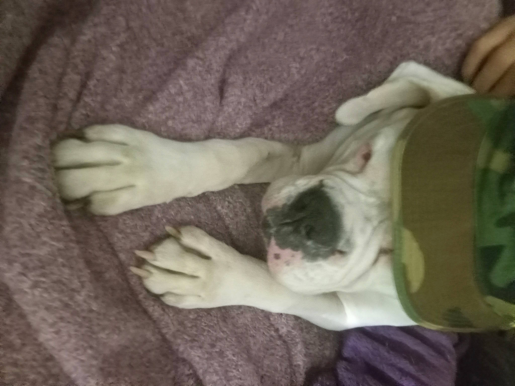 Mr.nelson joined the competition — help win amazing prizes! canidae, carnivore, comfort, companion_dog, dog, dog_breed, ear, fawn, gesture, hardwood, linens, nail, nap, non_sporting_group, snout, sporting_group, toy_dog, wood, working_animal, wrinkle