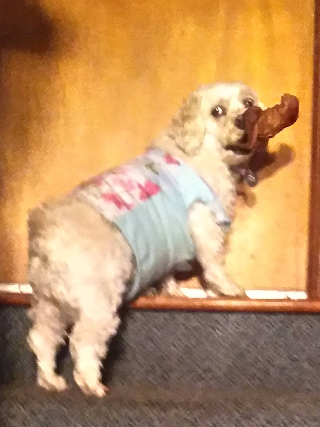 Winter joined the competition — help win amazing prizes! ancient_dog_breeds, canidae, carnivore, companion_dog, dog, dog_breed, dog_clothes, dog_supply, fawn, flooring, font, fur, paw, pet_supply, snout, sporting_group, tail, toy_dog, wood, working_animal