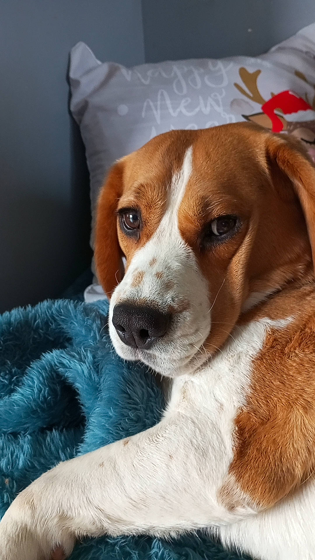 Orla participe au concours pour gagner de l'argent avec cette photo : art, canidae, carnivore, companion_dog, dog, dog_breed, hound, hunting_dog, scent_hound, snout, sporting_group, terrestrial_animal, whiskers, working_animal