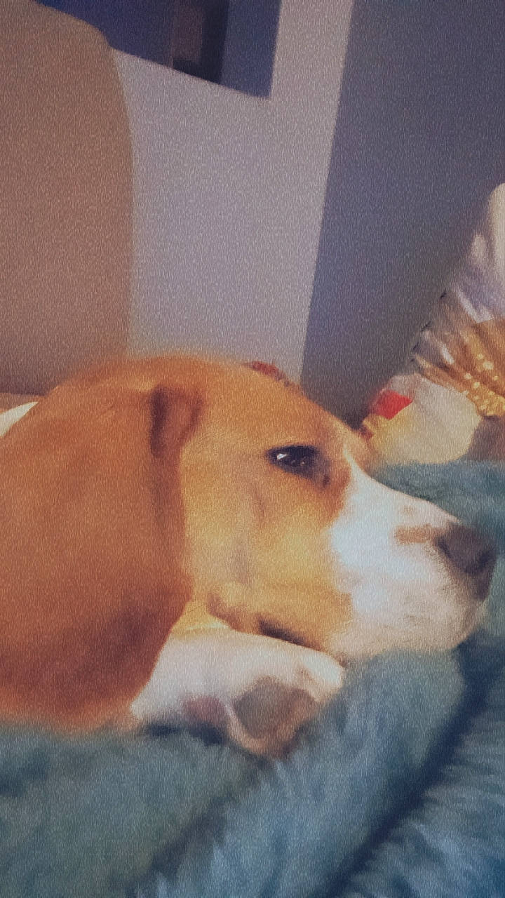 Orla participe au concours pour gagner de l'argent avec cette photo : canidae, carnivore, comfort, companion_dog, dog, dog_breed, ear, fawn, fur, painting, paw, photo_caption, snout, sporting_group, tail, whiskers, wood, working_animal