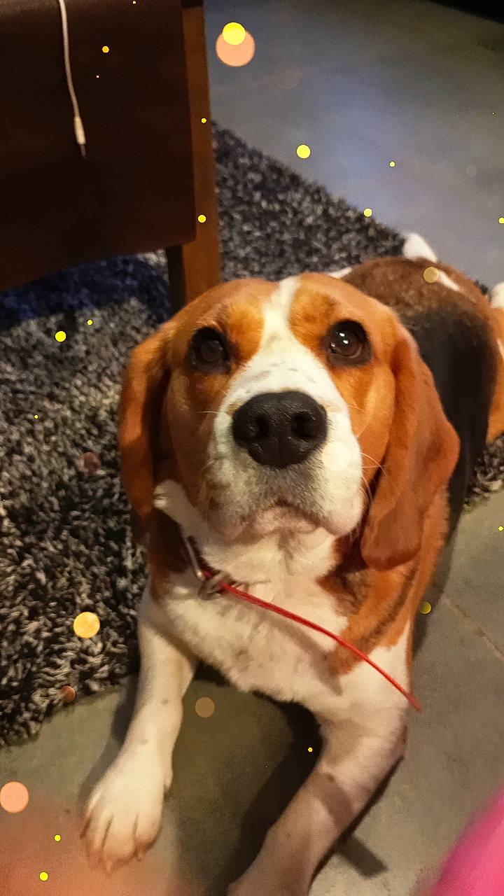 Orla a rejoint le concours — aidez-le/la à gagner de superbes lots ! beaglier, canidae, carnivore, collar, companion_dog, dog, dog_breed, hound, hunting_dog, scent_hound, sporting_group, whiskers, working_animal, working_dog