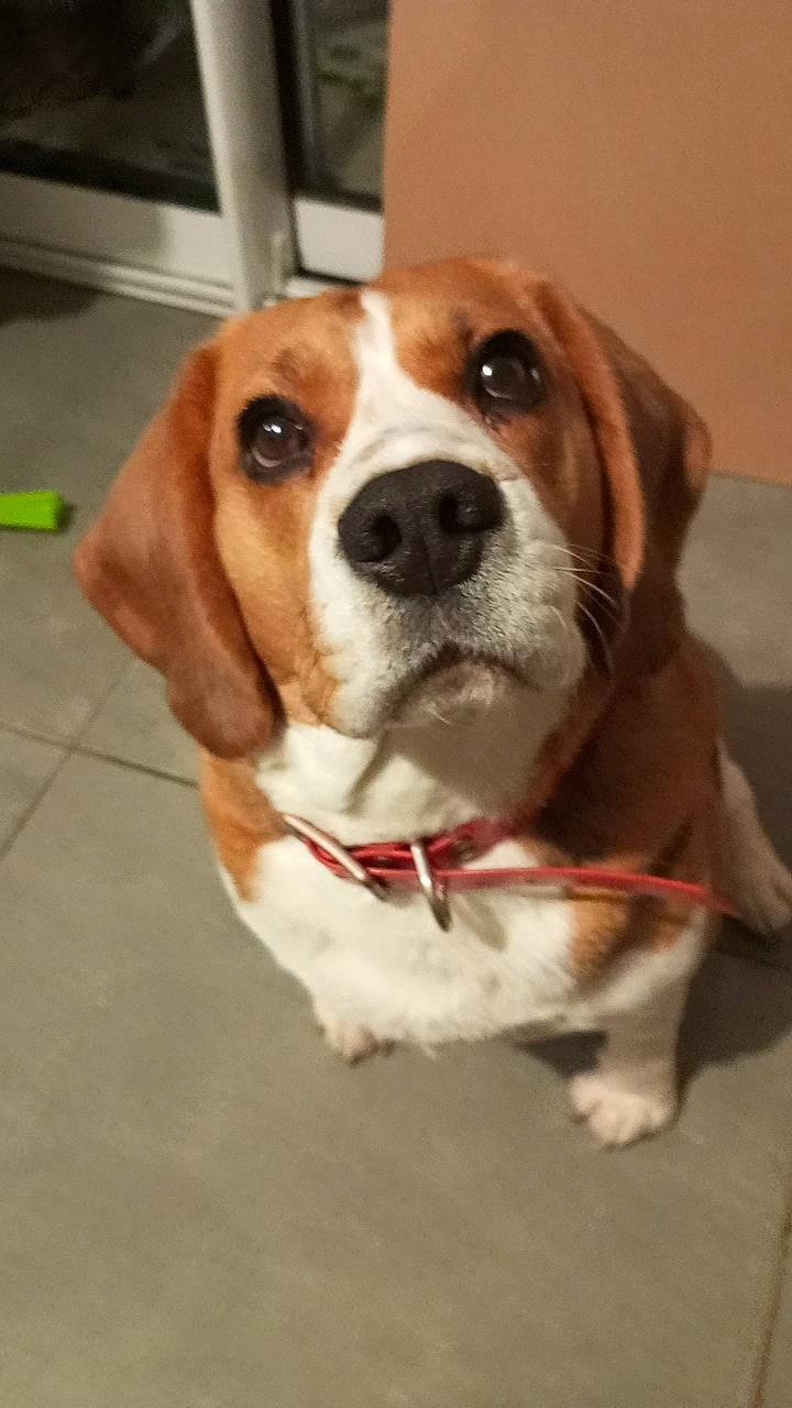 Orla participe au concours pour gagner de l'argent avec cette photo : beaglier, canidae, carnivore, collar, companion_dog, dog, dog_breed, dog_collar, fawn, hound, hunting_dog, leash, pet_supply, scent_hound, snout, sporting_group, tail, toy, working_animal, working_dog