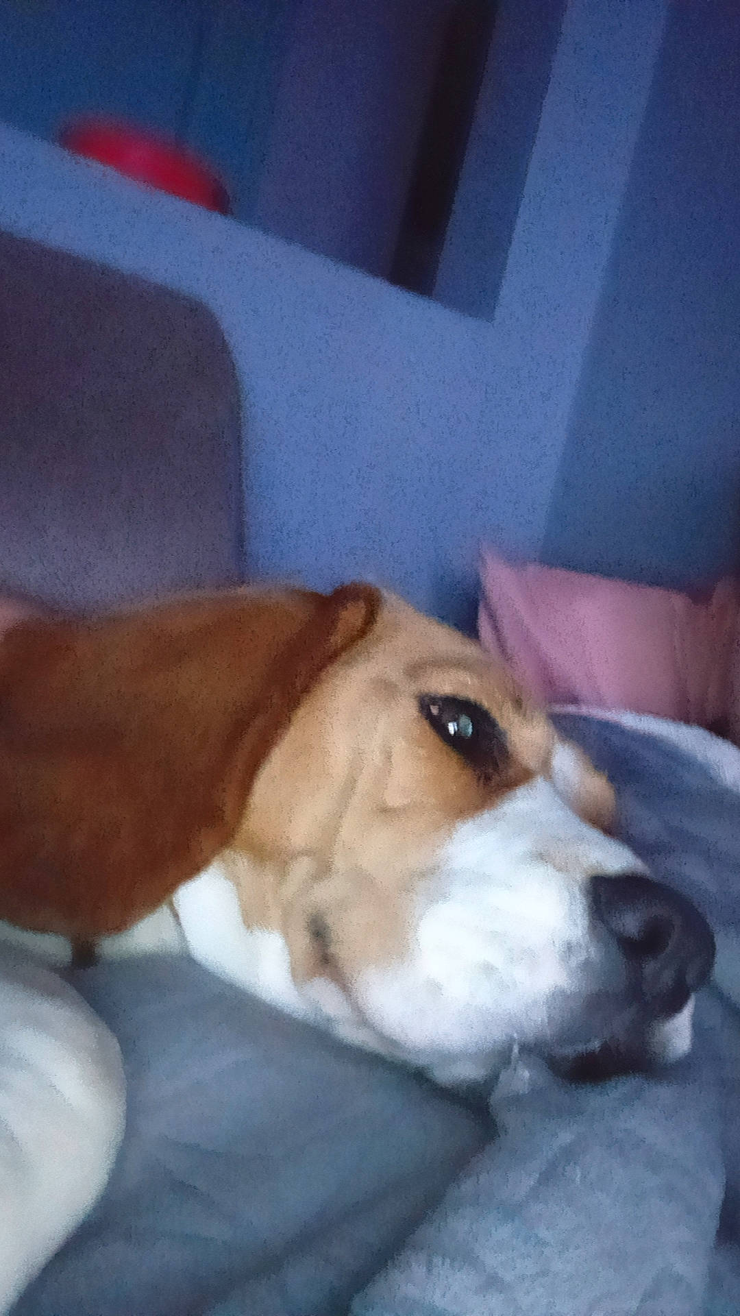 Orla a rejoint le concours — aidez-le/la à gagner de superbes lots ! beagle, beagle_harrier, beaglier, canidae, carnivore, collar, comfort, companion_dog, dog, dog_breed, ear, fawn, fur, hound, puppy_love, scent_hound, snout, sporting_group, whiskers, working_animal