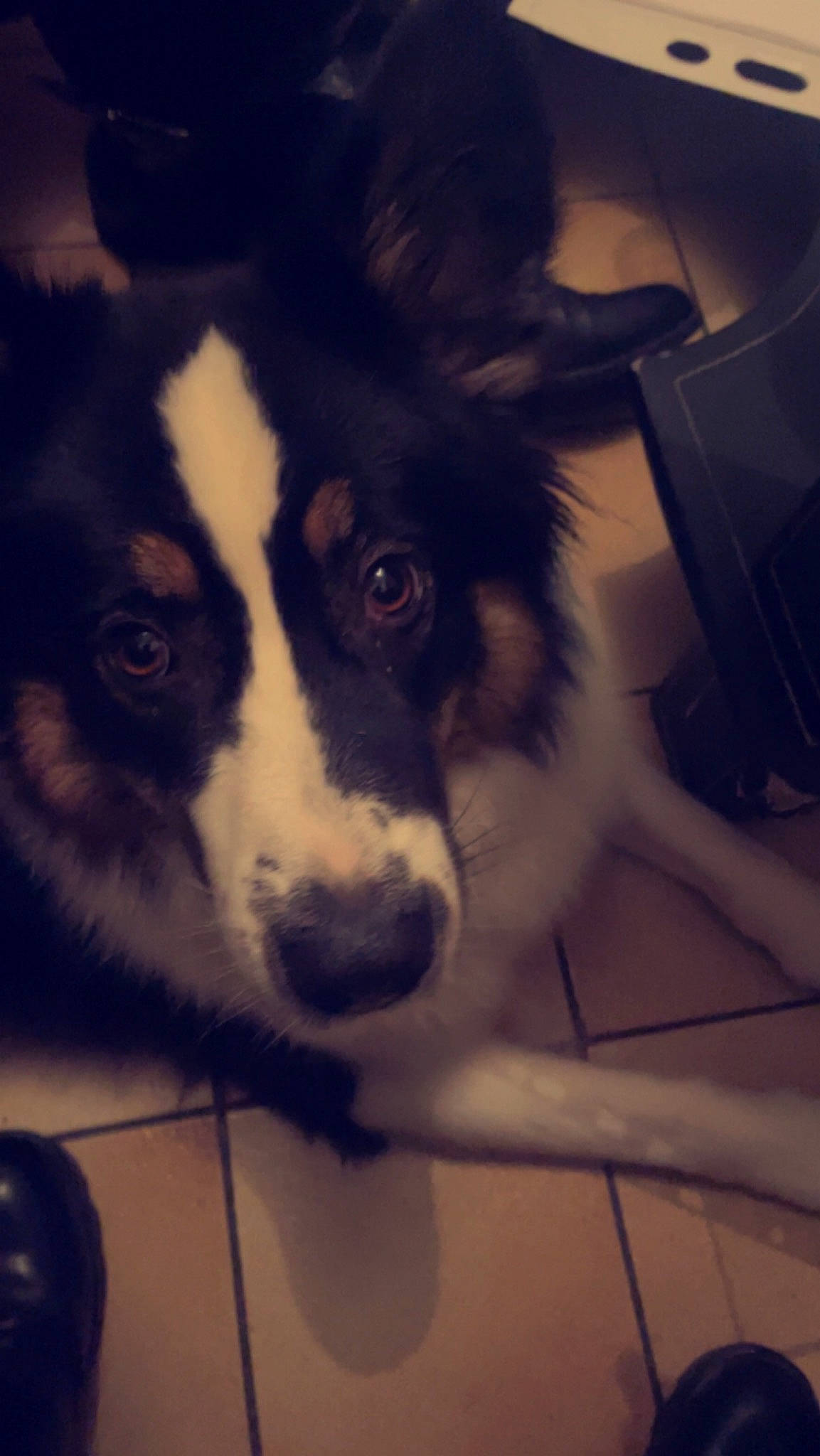 Sophia participe au concours pour gagner de l'argent avec cette photo : ancient_dog_breeds, border_collie, bored, canidae, carnivore, cloud, companion_dog, dog, dog_breed, fur, herding_dog, sky, snout, sporting_group, square, terrestrial_animal, tints_and_shades, whiskers, working_animal, working_dog