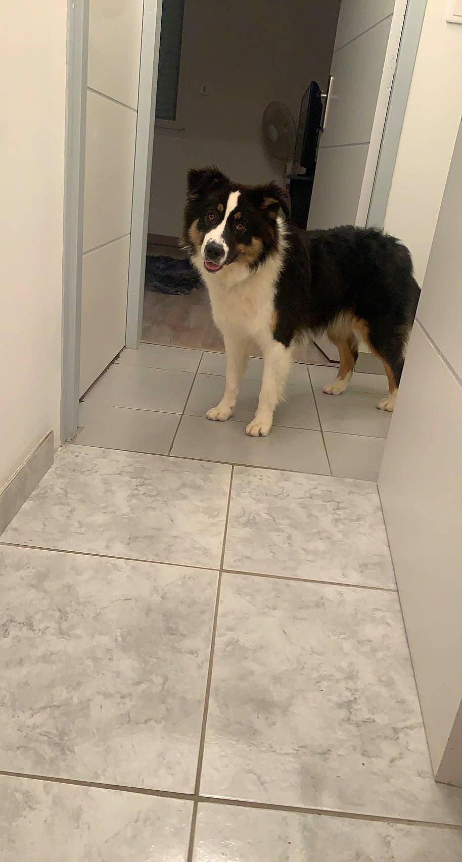 Sophia a rejoint le concours — aidez-le/la à gagner de superbes lots ! border_collie, canidae, carnivore, companion_dog, dog, dog_breed, door, floor, flooring, hardwood, herding_dog, pet_supply, rectangle, tail, tile, tile_flooring, working_animal, working_dog
