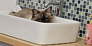 Tayron participe au concours pour gagner de l'argent avec cette photo : basket, bathroom, blue_eyes, cat, close_up, countertop, faucet, feline, fluffy, home_interior, indoor, mirror, mirror_frame, mosaic_tile, pet, porcelain_sink, relaxed, sink, soap_dispenser, wooden_counter