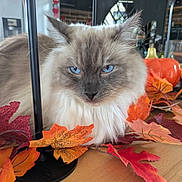 Tayron a rejoint le concours — aidez-le/la à gagner de superbes lots ! autumn_leaves, black_metal_stand, blue_eyes, brown_tone, calm, cat, close_up, cream_fur, decor, domestic_pet, fall_decor, fluffy_fur, gaze, indoor, long_hair, orange_pumpkin, portrait, table, whiskers, wood_surface