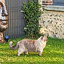 Tayron a rejoint le concours — aidez-le/la à gagner de superbes lots ! brick_wall, cat, feline, garden, grass, greenery, lawn, long_haired_cat, outdoor, pet, plant, sculpture, side_profile, statue, stone_wall, sunlight, vine, wall, window, yard