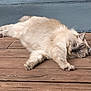 Tayron a rejoint le concours — aidez-le/la à gagner de superbes lots ! cat, cat_face, closeup, cream_color, feline, fluffy, fur, gray_face, left_ear, longhair, lounging, outdoor, paw, pet, porch, relaxed, sleepy, whiskers, wooden_deck, wooden_planks