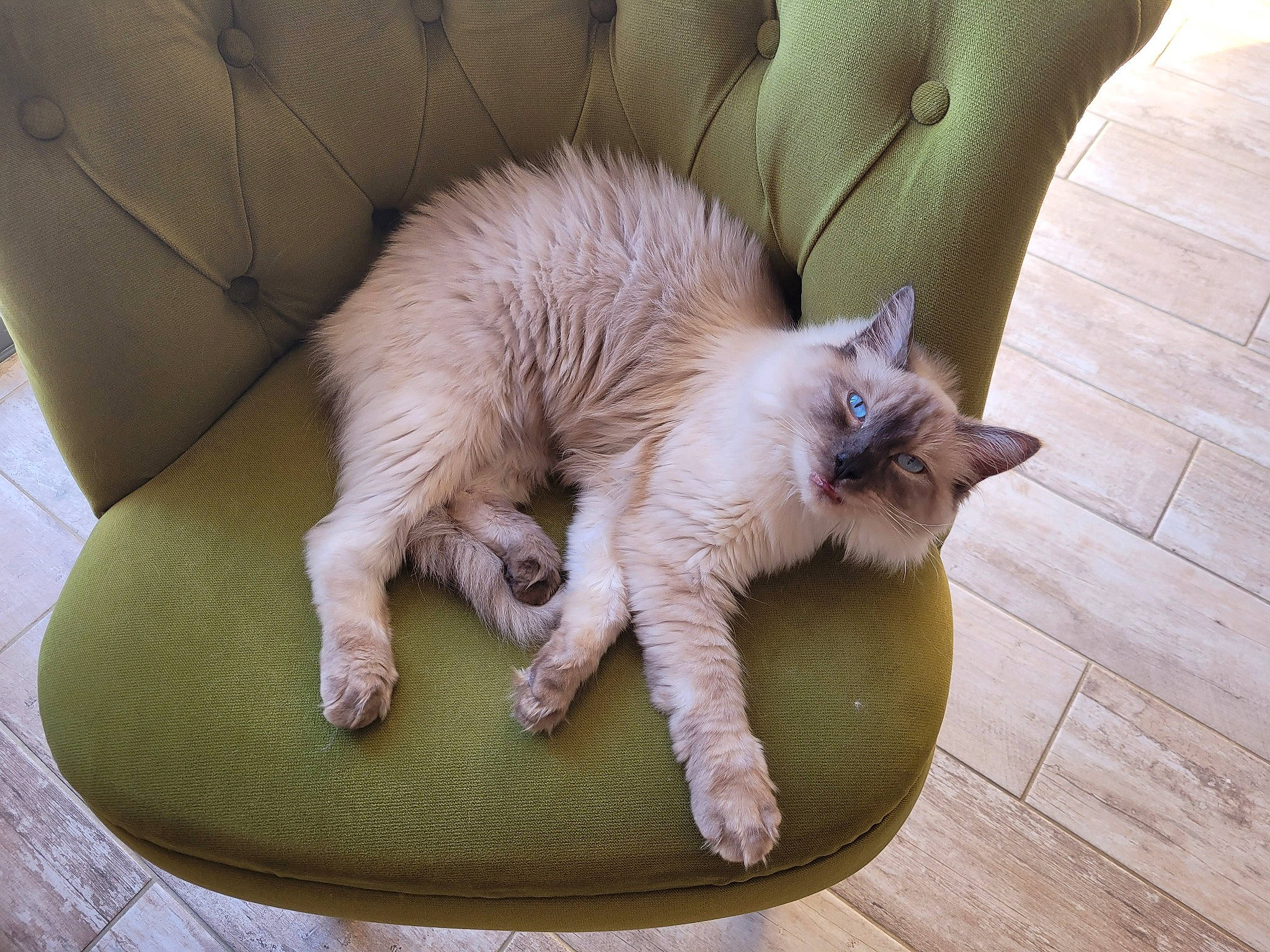 Tayron a rejoint le concours — aidez-le/la à gagner de superbes lots ! carnivore, cat, claw, comfort, couch, domestic_short_haired_cat, eye, fawn, felidae, flooring, fur, furniture, hardwood, siamese, small_to_medium_sized_cats, snout, tail, thai, whiskers, wood