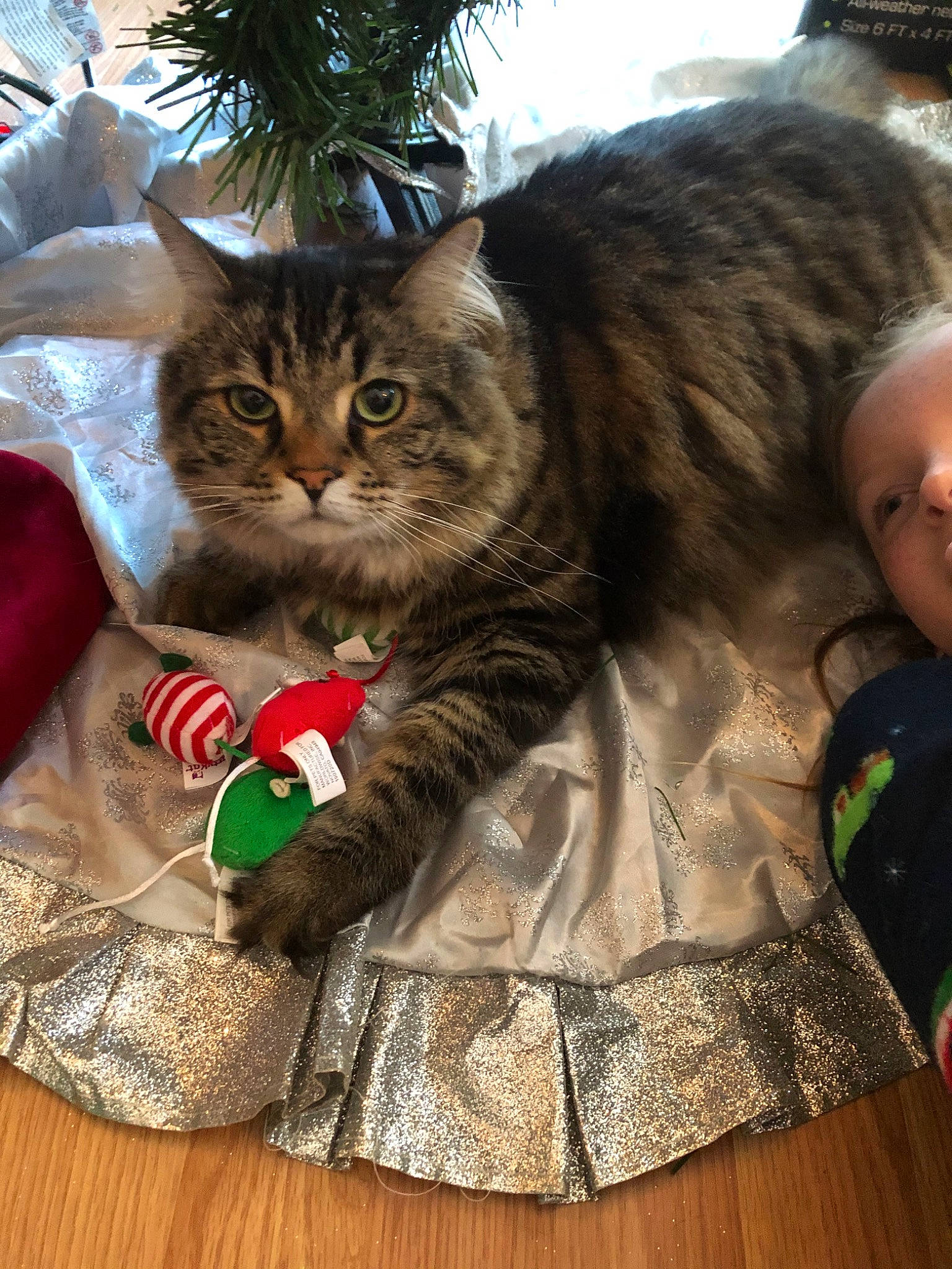 Marly is registered to the contest to win money with this photo: american_shorthair, asian, asian_semi_longhair, carnivore, cat, domestic_long_haired_cat, domestic_short_haired_cat, dragon_li, european_shorthair, felidae, maine_coon, mammal, norwegian_forest_cat, pixie_bob, siberian, small_to_medium_sized_cats, tabby_cat, tree, whiskers, wild_cat