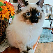 Dutchess joined the competition — help win amazing prizes! cat, fluffy, blue_eyes, indoor, wooden_surface, basket, orange_flowers, decor, chair, rug, home_interior, pet, animal, feline, whiskers, paws, close_up, portrait, curious, cute