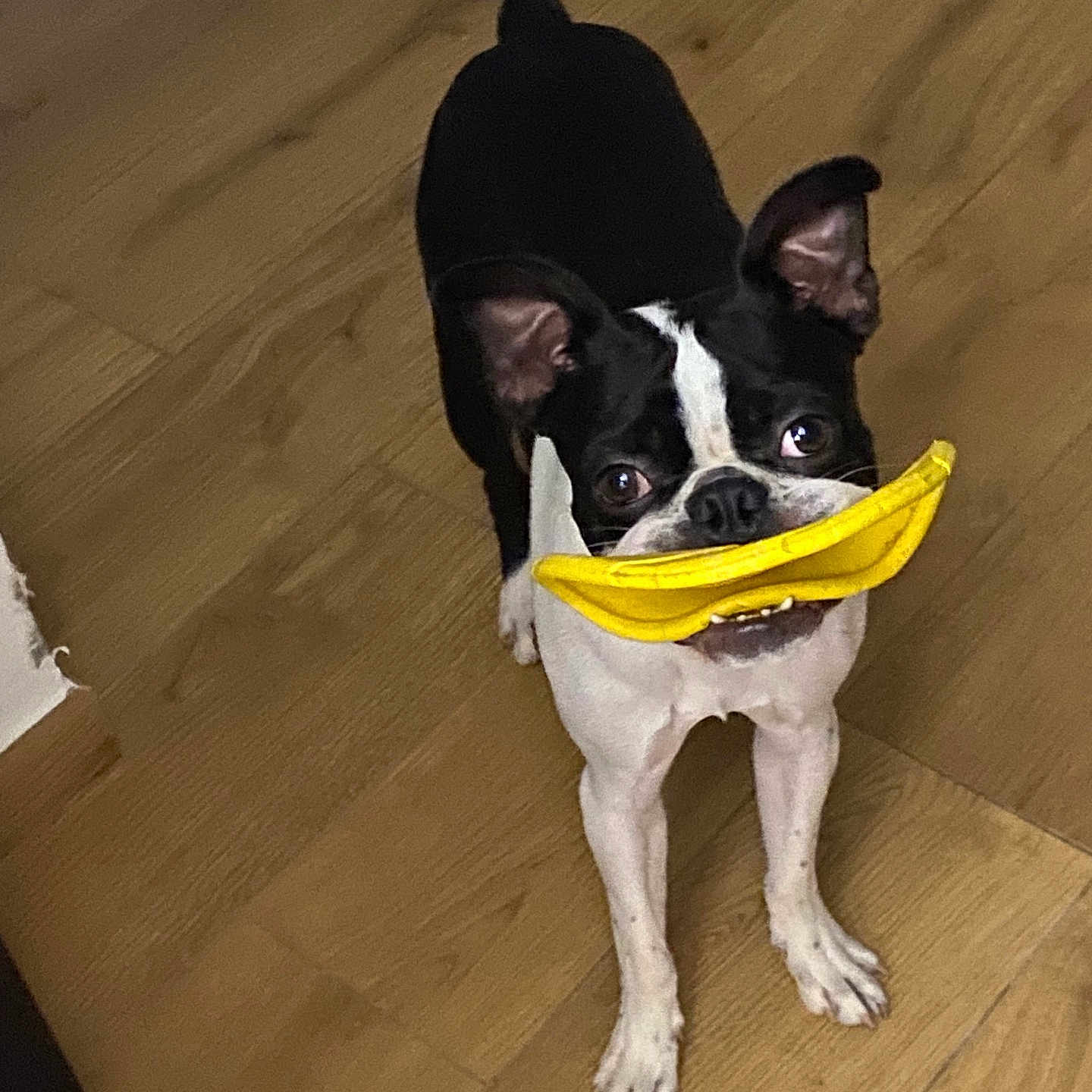 Salto participe au concours pour gagner de l'argent avec cette photo : dog, toy, banana_toy, black_and_white, pet, indoor, wooden_floor, playful, animal, looking_up, ears_up, small_dog, canine, mouth_holding, cute, domestic_animal, flooring, standing, alert, housepet