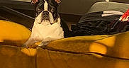 Salto a rejoint le concours — aidez-le/la à gagner de superbes lots ! boston_terrier, dog, yellow_couch, shadow, sunlight, indoor, pet, resting, animal, fur, ears, face, living_room, relaxation, canine, domestic, shadow_silhouette, bright, comfort, furniture