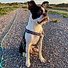 Salto participe au concours pour gagner de l'argent avec cette photo : dog, boston_terrier, leash, harness, gravel, outdoor, sunlight, golden_hour, path, nature, grass, sky, blue_sky, animal, pet, sitting, alert, daytime, rural, scenery