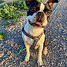 Salto a rejoint le concours — aidez-le/la à gagner de superbes lots ! dog, boston_terrier, pet, animal, outdoor, sunlight, gravel, path, harness, black_and_white, ears, sitting, nature, daylight, cute, tongue, road, plants, portrait, friendly