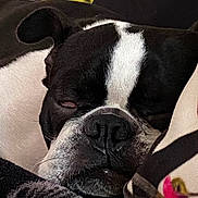 Salto participe au concours pour gagner de l'argent avec cette photo : dog, sleeping, close_up, black_and_white, face, nose, fur, resting, cozy, blanket, fabric, colorful, pet, animal, cute, indoors, relaxed, portrait, snout, ears