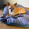 dog, chihuahua, pet, animal, small_dog, tan, ears, bed, purple_bed, patterned_bed, wooden_floor, indoor, looking, lying_down, canine, cute, domestic_animal, resting, fur, companion
