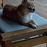 dog, chihuahua, pet, indoor, wooden_chair, cushion, floor, small_dog, animal, canine, resting, furniture, ears, fur, looking_away, domestic_animal, quiet, calm, side_view, home
