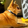 dog, small_dog, chihuahua, pet, animal, sunlight, shadow, wooden_floor, collar, indoor, plant_shadow, profile_view, cute, furry, relaxed, domestic, companion, side_view, warm_light, cozy