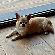 Mélusine participe au concours pour gagner de l'argent avec cette photo : dog, small_dog, tan_dog, pet, indoor, wooden_floor, glass_door, curious, ears, lying_down, flooring, animal, companion, cute, domestic_animal, canine, resting, house, home, floor