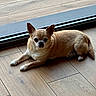 dog, small_dog, tan_dog, pet, indoor, wooden_floor, glass_door, curious, ears, lying_down, flooring, animal, companion, cute, domestic_animal, canine, resting, house, home, floor