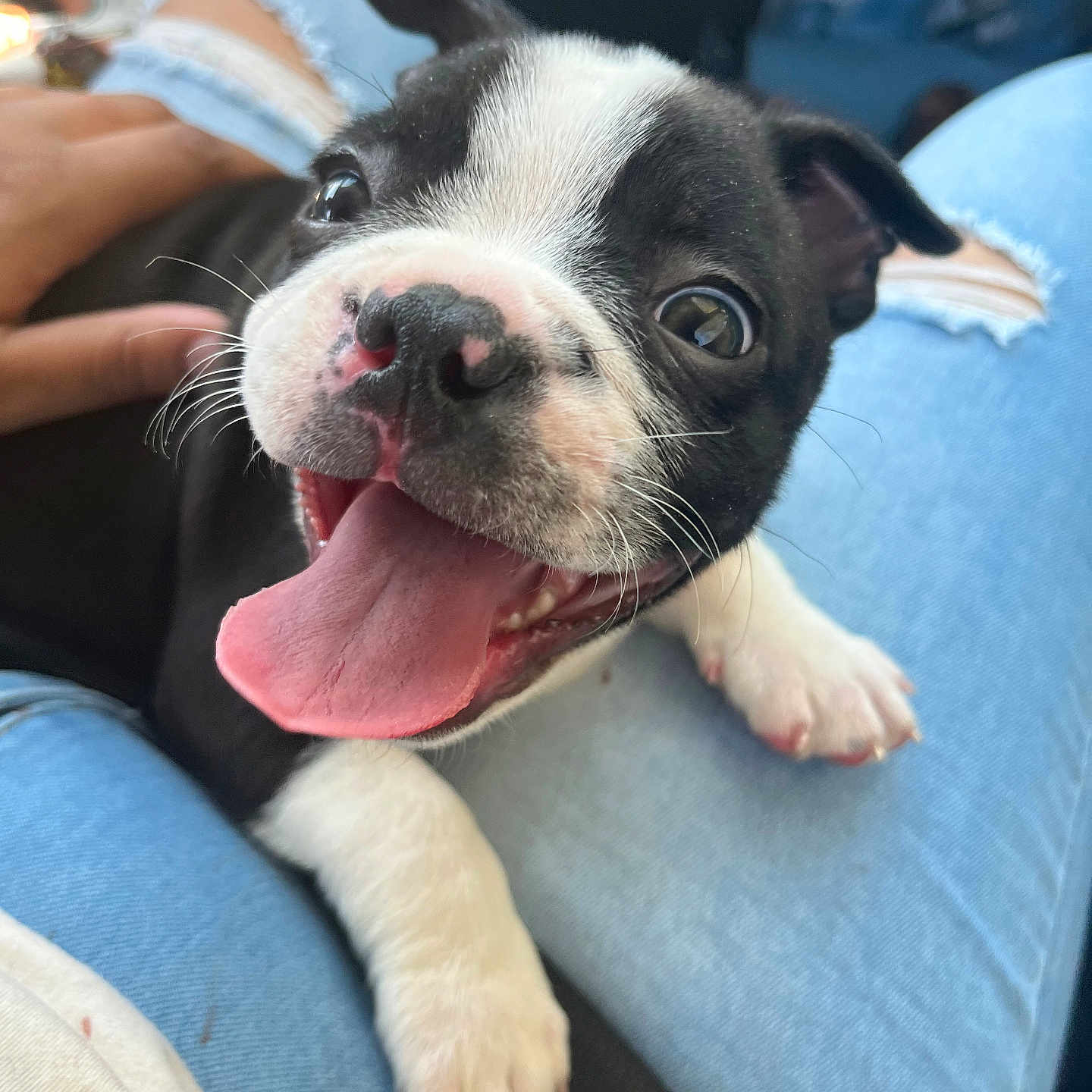 Henri joined the competition — help win amazing prizes! accessories, animal, bodypart, bostonbull, boxer, bulldog, canine, clothing, couch, dog, frenchbulldog, furniture, glasses, hound, mouth, pants, person, pet, pitbull, puppy