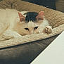 Gummie Bear joined the competition — help win amazing prizes! cat, pet_bed, white_cat, gray_spots, relaxed, sleepy, indoor, cozy, fur, animal, cute, paw, resting, soft_texture, home, comfort, feline, close_up, quiet, calm