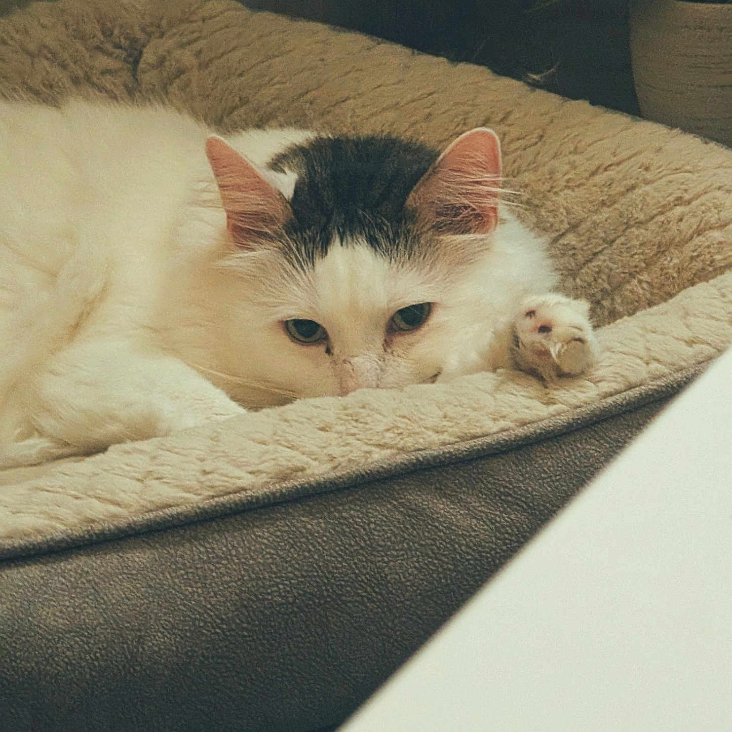 Gummie Bear joined the competition — help win amazing prizes! animal, calm, cat, close_up, comfort, cozy, cute, feline, fur, gray_spots, home, indoor, paw, pet_bed, quiet, relaxed, resting, sleepy, soft_texture, white_cat