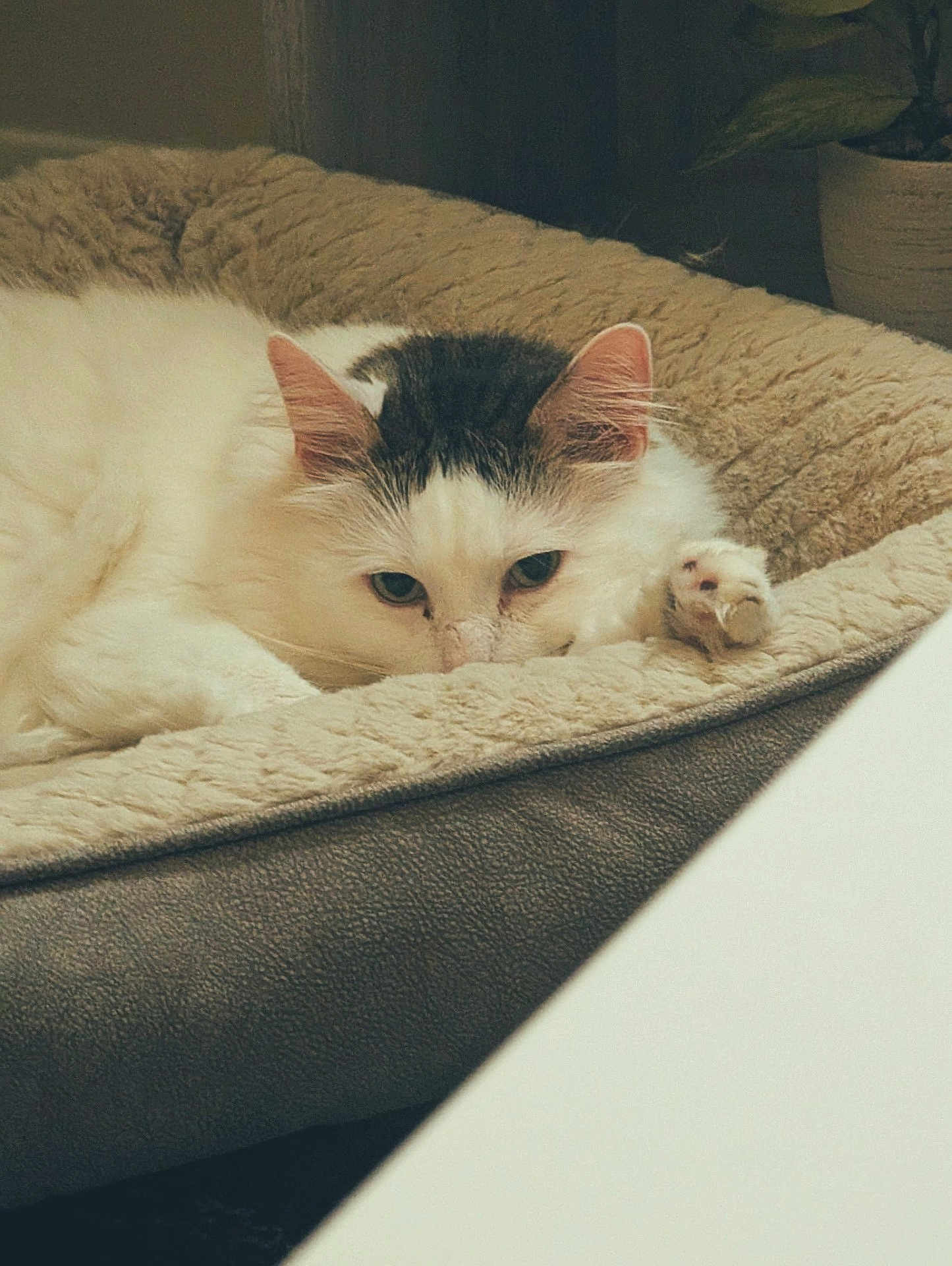 Gummie Bear joined the competition — help win amazing prizes! cat, pet_bed, white_cat, gray_spots, relaxed, sleepy, indoor, cozy, fur, animal, cute, paw, resting, soft_texture, home, comfort, feline, close_up, quiet, calm
