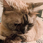 Gemma is registered to the contest to win money with this photo: cat, close_up, resting, fur, whiskers, paws, indoor, cozy, sleepy, pet, animal, feline, soft_lighting, warm_tones, quiet, relaxed, portrait, cute, domestic_cat, calm