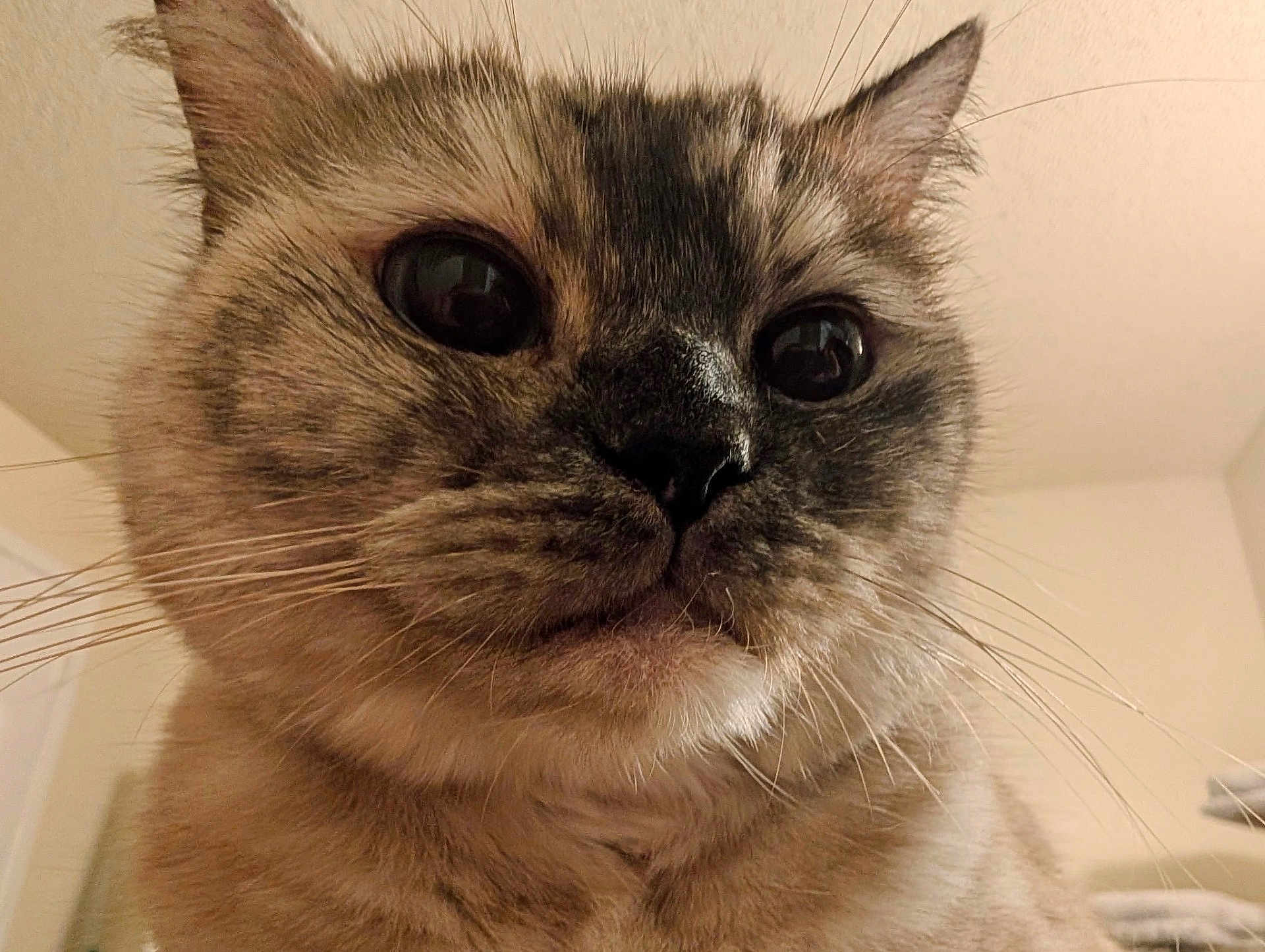 Gemma