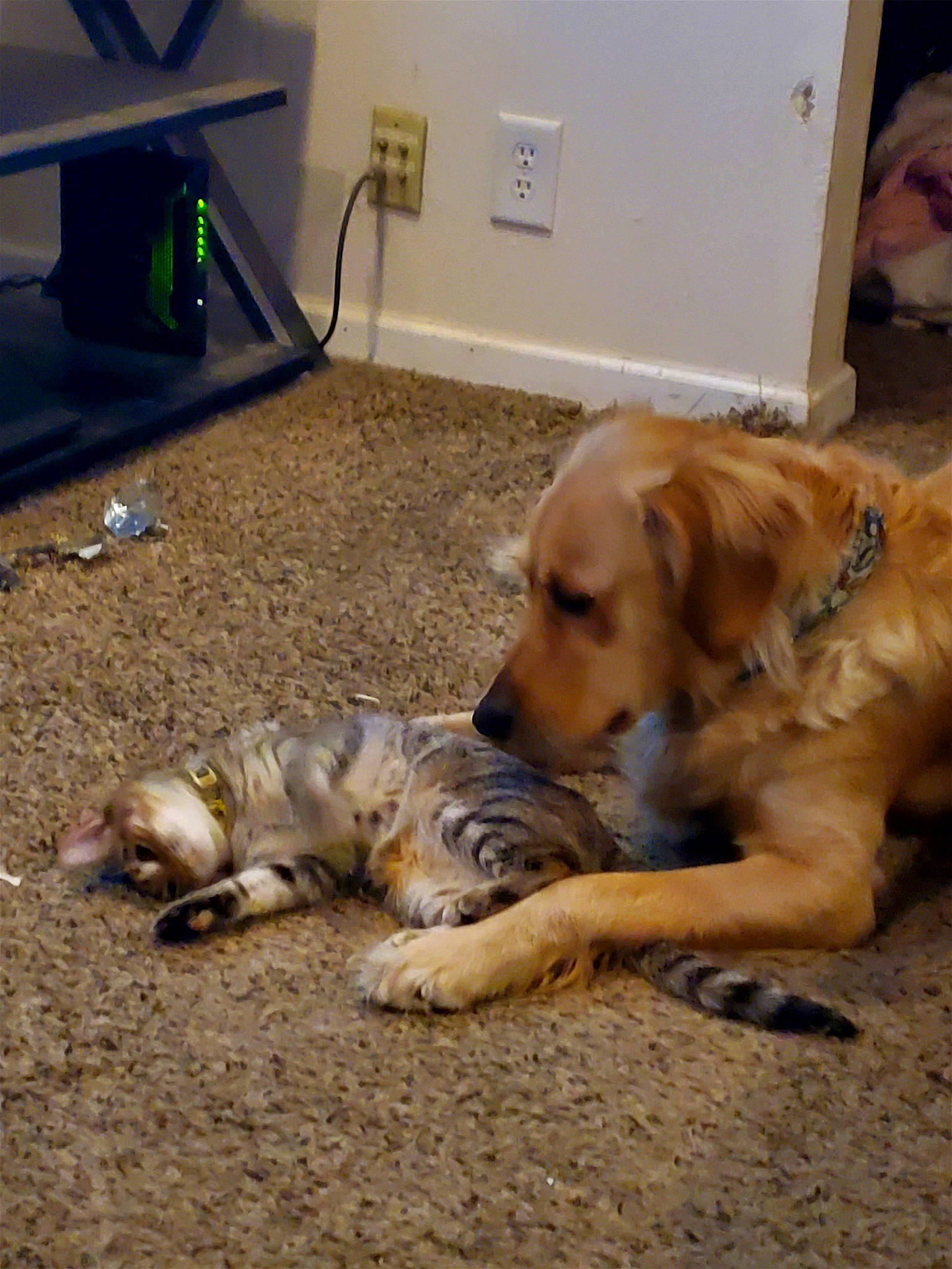 Dakota joined the competition — help win amazing prizes! carnivore, comfort, companion_dog, dog, dog_breed, flooring, fur, gas, home_appliance, paw, room, sporting_group, terrestrial_animal