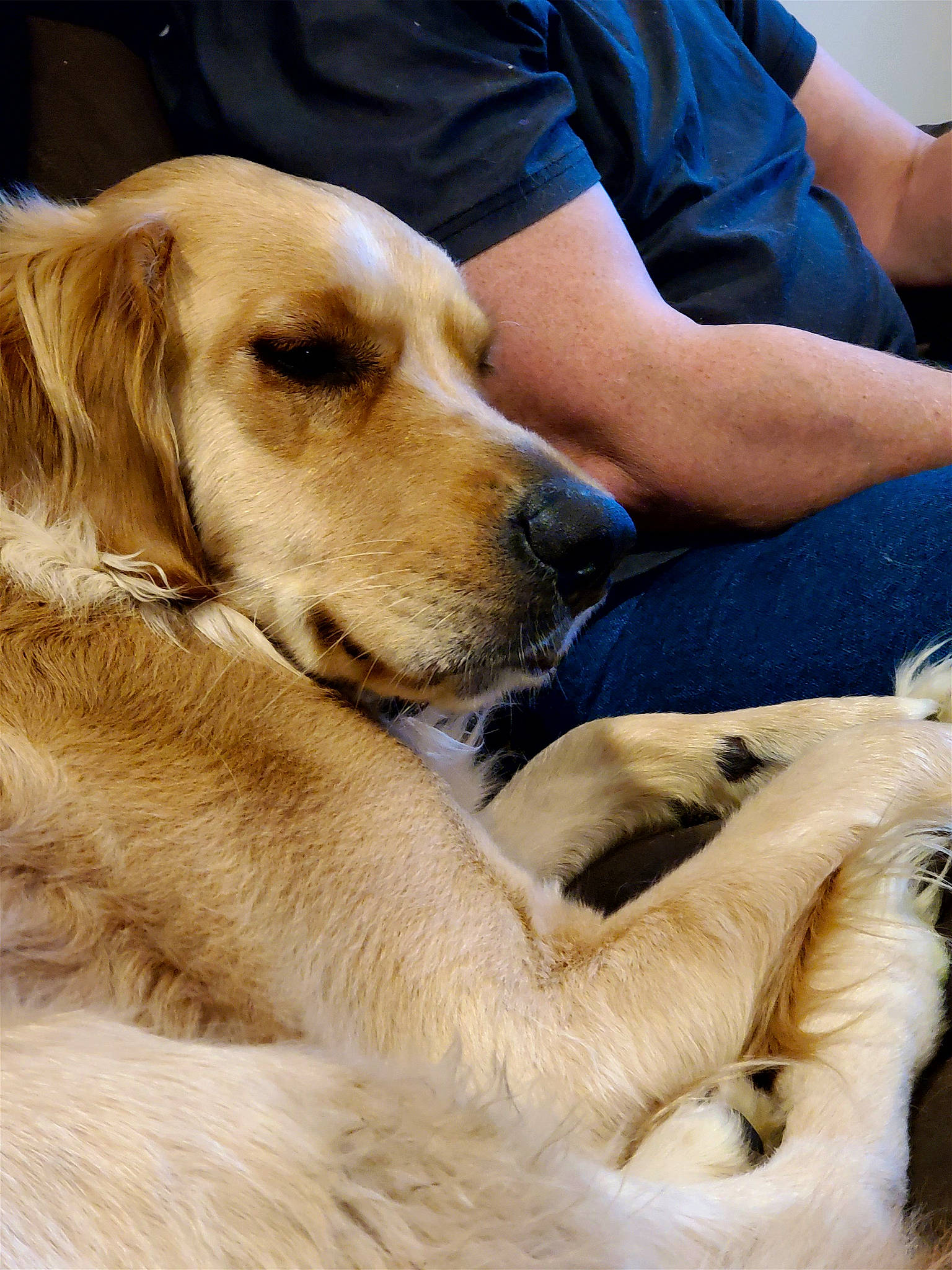 Dakota joined the competition — help win amazing prizes! adventure, canidae, carnivore, comfort, companion_dog, dog, dog_breed, fawn, fur, golden_retriever, labrador_retriever, mammal, paw, puppy, retriever, sitting, snout, sporting_group, whiskers, working_animal