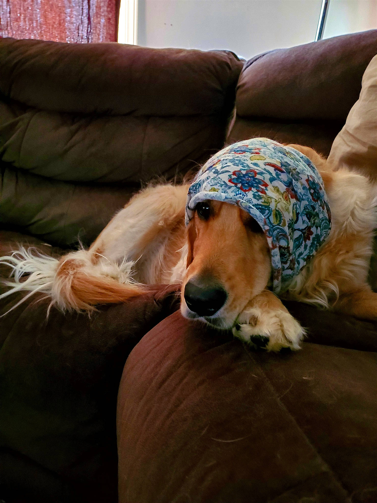 Dakota is registered to the contest to win money with this photo: canidae, carnivore, chair, comfort, companion_dog, couch, dog, dog_breed, dog_supply, fawn, flooring, fur, human_leg, living_room, mammal, pet_supply, sitting, sporting_group, working_animal