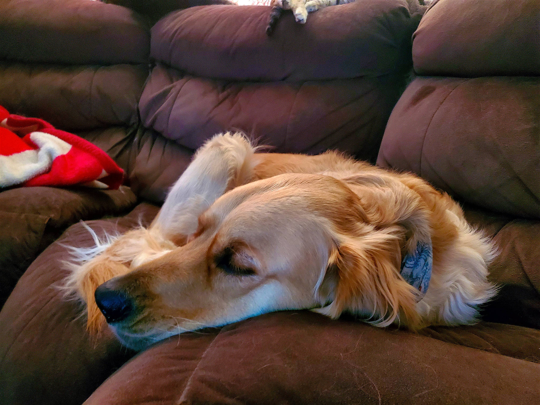 Dakota is registered to the contest to win money with this photo: bored, canidae, carnivore, comfort, companion_dog, couch, dog, dog_breed, fawn, fur, nap, sleeper_chair, sporting_group, whiskers