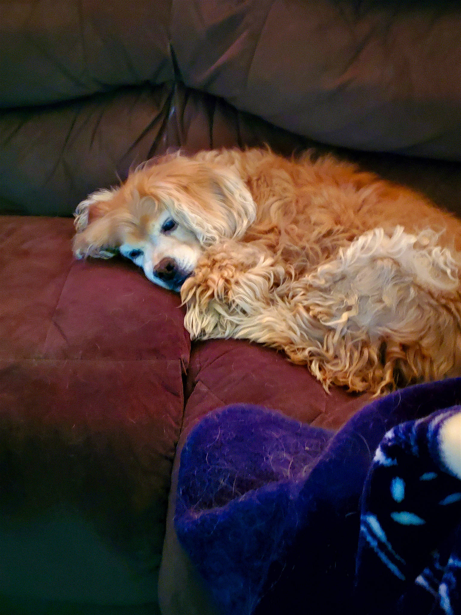 Sandy joined the competition — help win amazing prizes! bedding, canidae, carnivore, comfort, companion_dog, couch, dog, dog_breed, dog_supply, fawn, feather, fur, linens, liver, room, spaniel, sporting_group, terrier, toy_dog, wood