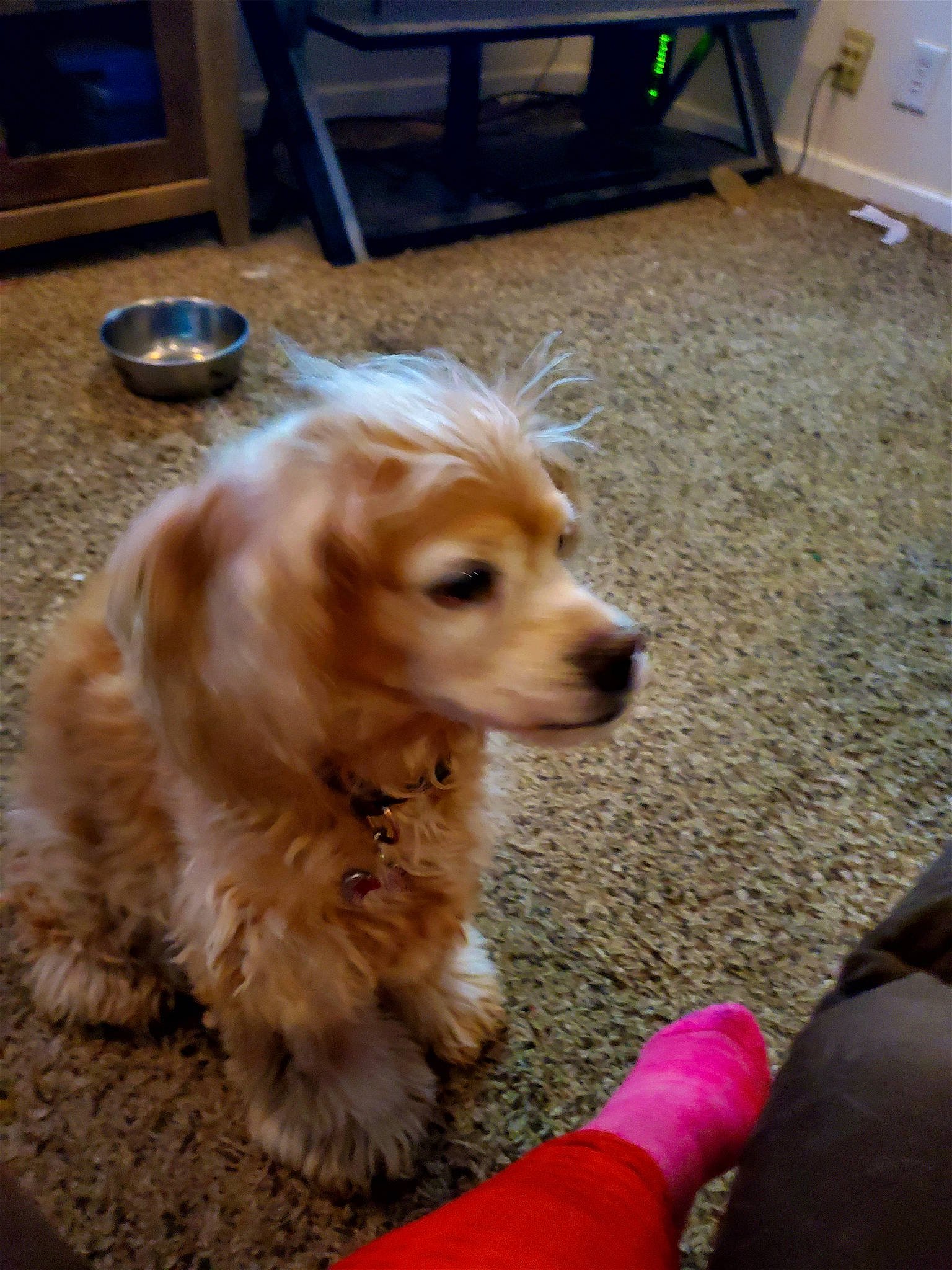 Sandy joined the competition — help win amazing prizes! cabinetry, canidae, carnivore, chair, chest_of_drawers, companion_dog, dog, dog_breed, dog_collar, dog_supply, drawer, fawn, flooring, fur, hardwood, pet_supply, snout, toy_dog, wood, working_animal