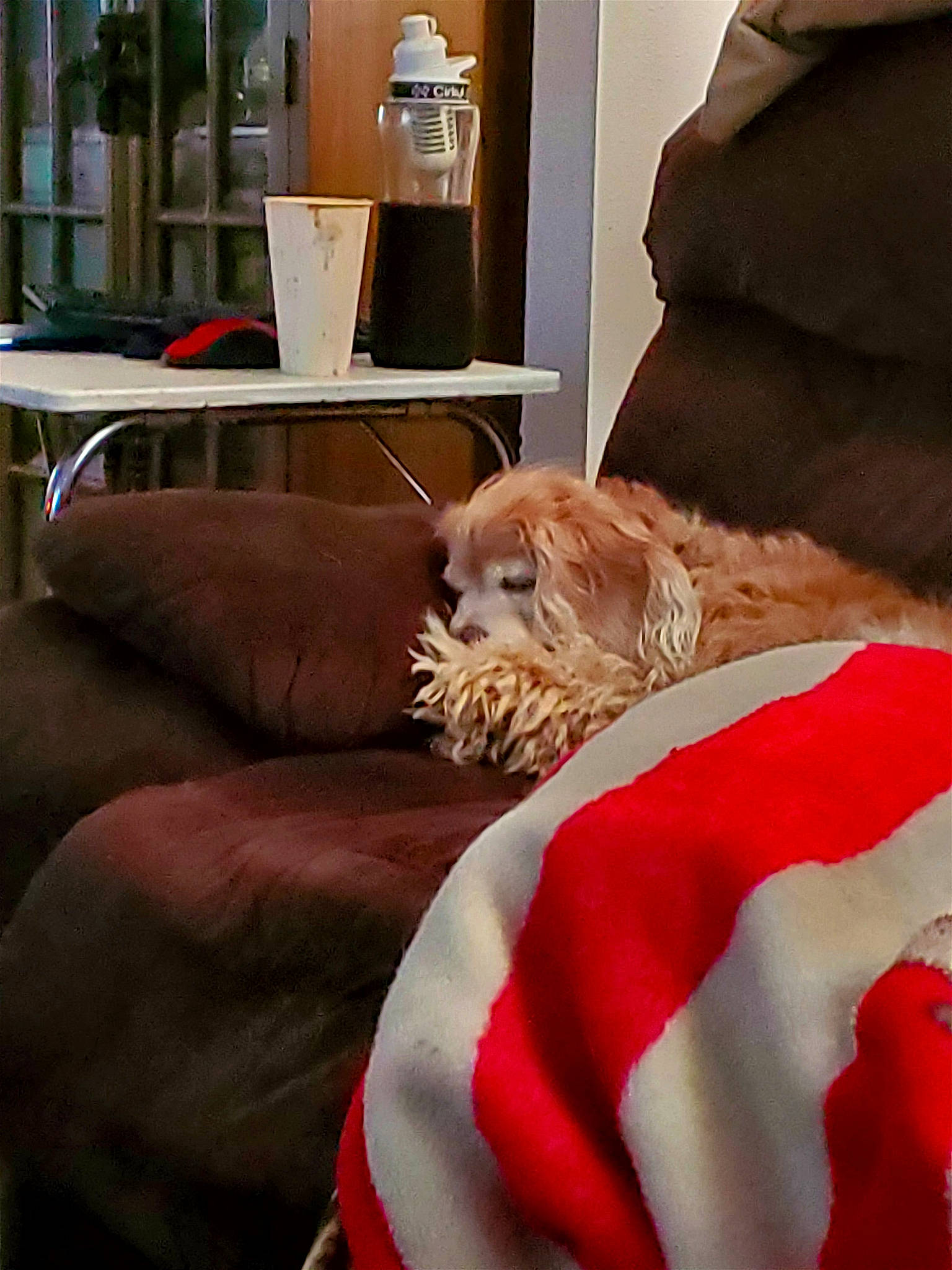 Sandy joined the competition — help win amazing prizes! carnivore, comfort, companion_dog, couch, dog, dog_breed, dog_supply, fawn, flooring, fur, hardwood, lamp, linens, liver, living_room, pillow, room, sporting_group, toy_dog, wood